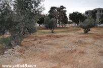 يافا: شركة بئمونة ستباشر خلال الايام القادمة بناء مشروعها الاستيطاني في العجمي